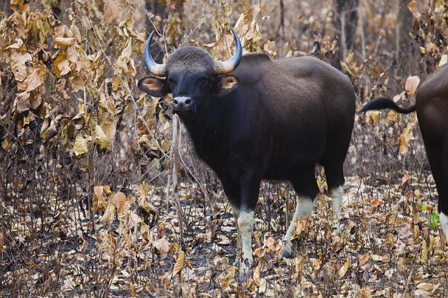 018 Kanha Nationaal Park, Gaur.jpg